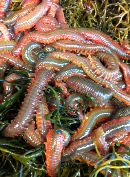 All-Terrain Angler - Pile Worms